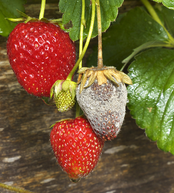 Strawberry Mold (Botrytis Cinerea): It is totally gross and we hate it. –  Toad Hall Gardens