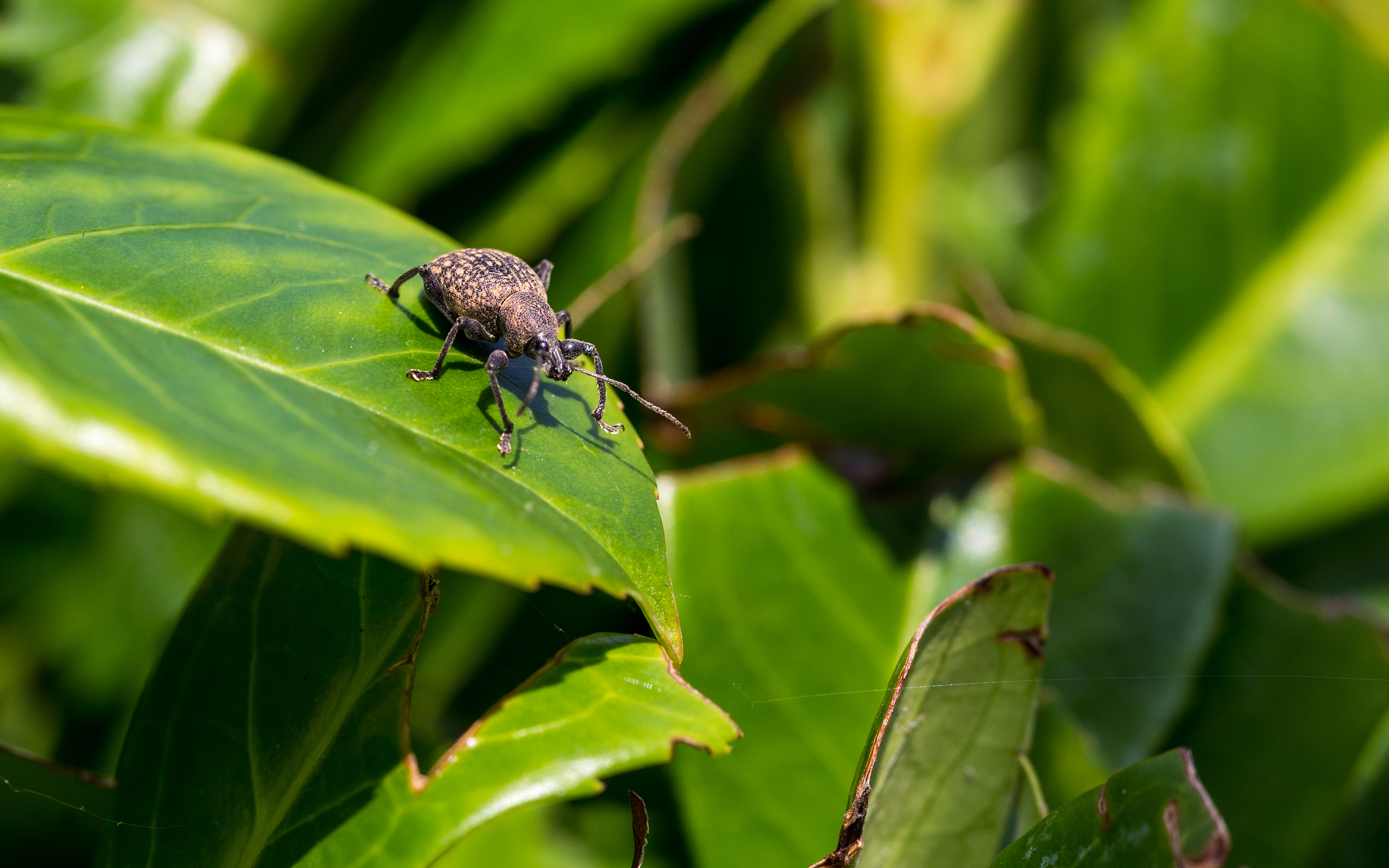 Why you should worry about vine weevil –