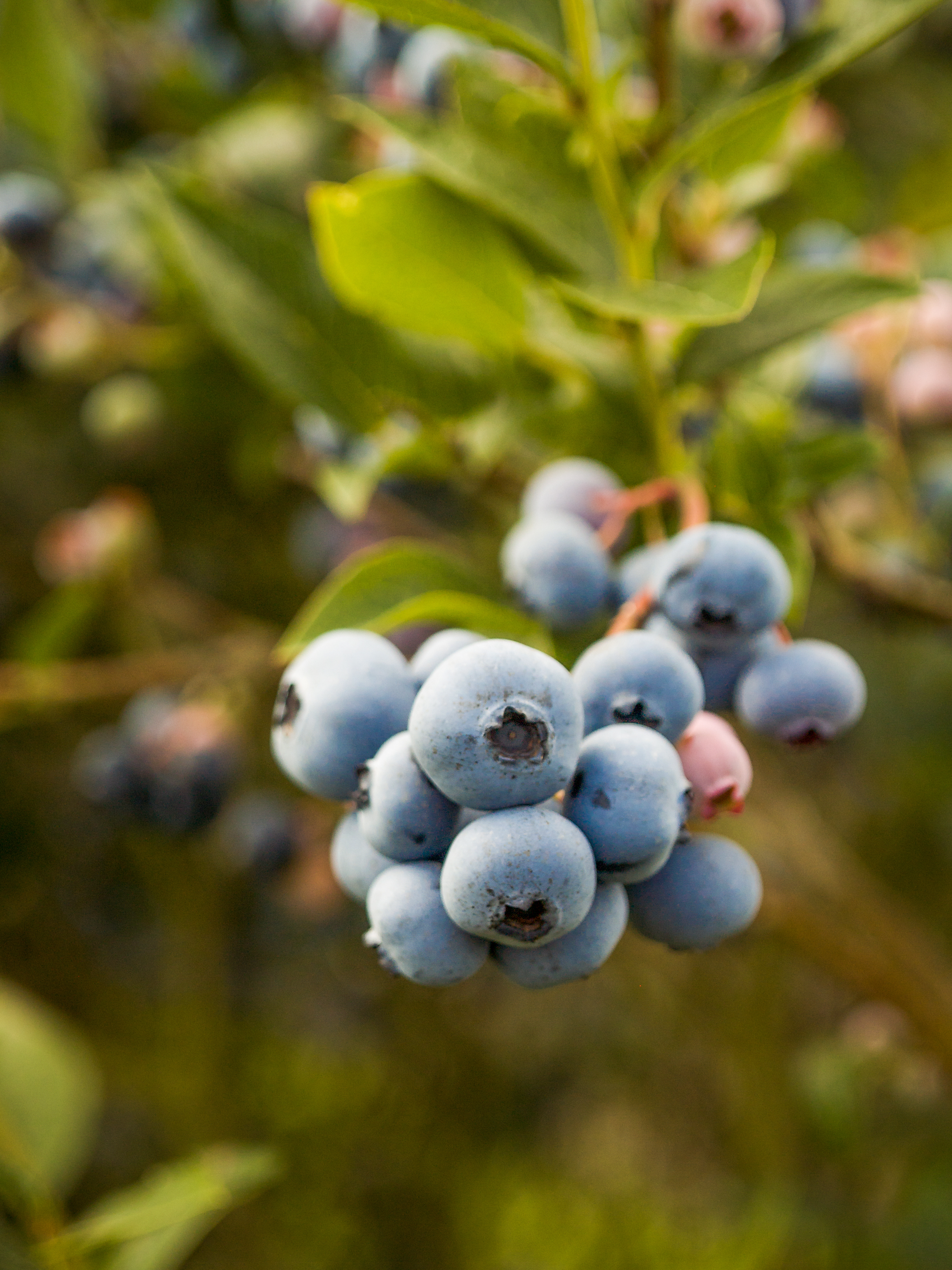 Flowering and Pollination – One of the Most Critical Blueberry Growth Stages