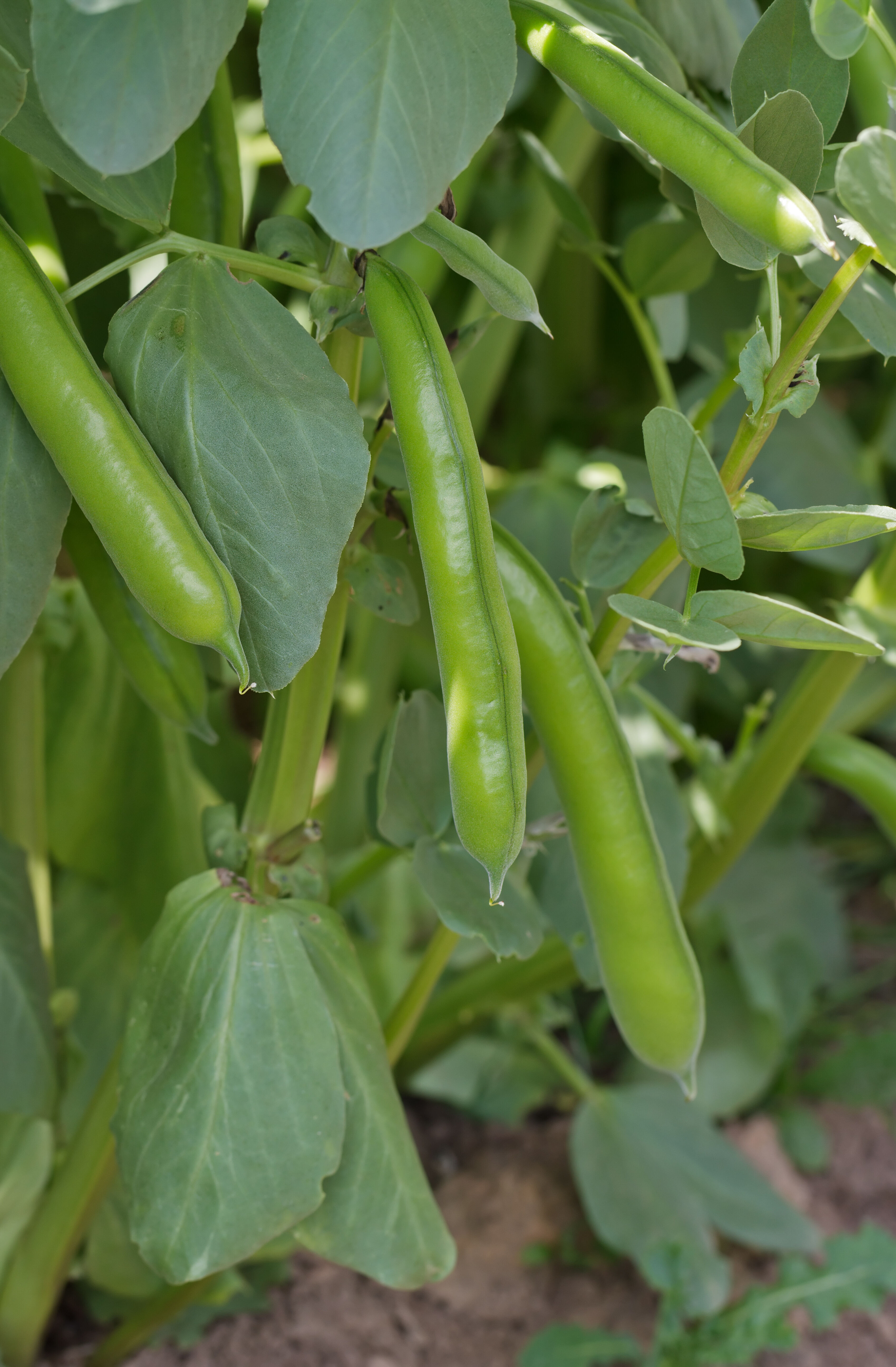 Vicia faba (Bell Bean, Broad Bean, English Bean, Fava Bean, Field Bean,  Horse Bean, Pidgeon Bean, Tick Bean, Windsor Bean)