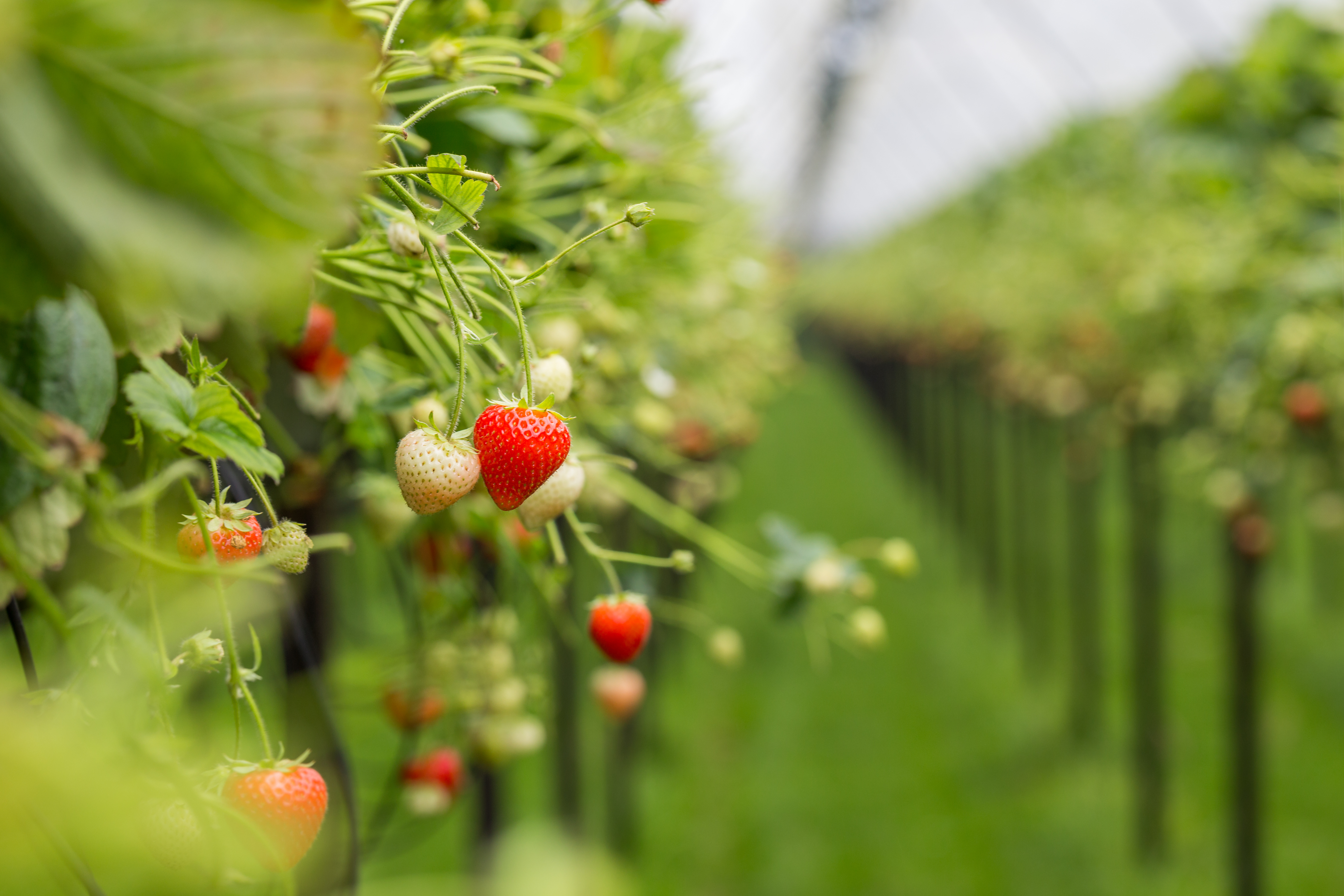 Strawberry Plant Diseases: Bacteria, Fungi, Molds & Viruses