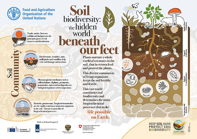 World_Soil_Day_FAO_soil_biodiversity_image.jpg